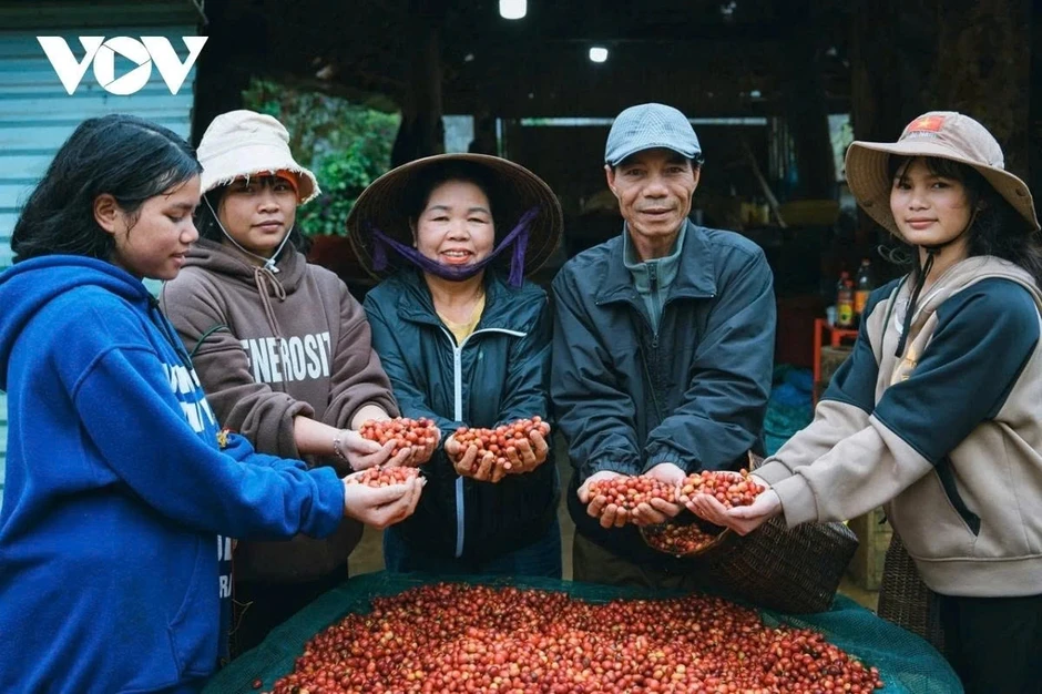 Giá cà phê hôm nay 28/4: Giá cà phê trong nước ổn định