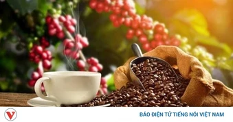 Giá cà phê hôm nay 28/4: Giá cà phê trong nước ổn định