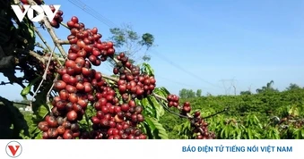 Giá cà phê hôm nay 28/7: Giá cà phê Robusta và Arabica cùng tăng