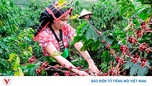 Giá cà phê hôm nay 3/10: Giá cà phê cao nhất ở mức 94.000 đồng/kg