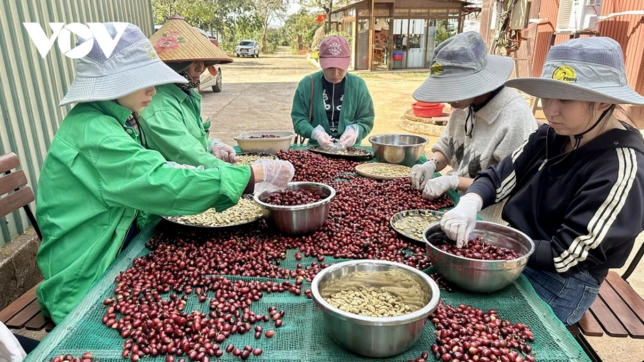 Giá cà phê hôm nay 3/5: Cà phê trong nước cao nhất 86.600 đồng/kg Giá cà phê hôm nay 3/5: Cà phê trong nước cao nhất 86.600 đồng/kg