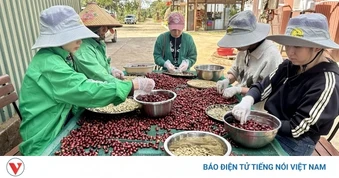 Giá cà phê hôm nay 3/5: Cà phê trong nước cao nhất 86.600 đồng/kg