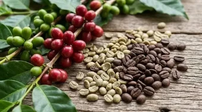Giá cà phê hôm nay 3/8: Giá cà phê Robusta và Arabia đồng loạt tăng Giá cà phê hôm nay 3/8: Giá cà phê Robusta và Arabia đồng loạt tăng