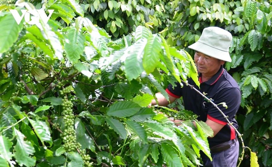 Giá cà phê hôm nay 30/4: Giá cà phê thế giới tiếp tục giảm Giá cà phê hôm nay 30/4: Giá cà phê thế giới tiếp tục giảm