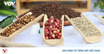 Giá cà phê hôm nay 30/7: Giá cà phê thế giới trên 2 sàn quốc tế quay đầu giảm