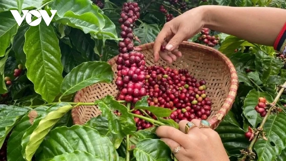 Giá cà phê hôm nay 31/3: Giá cà phê trong nước và thế giới đều giảm Giá cà phê hôm nay 31/3: Giá cà phê trong nước và thế giới đều giảm