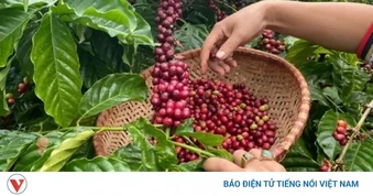 Giá cà phê hôm nay 31/3: Giá cà phê trong nước và thế giới đều giảm