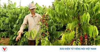 Giá cà phê hôm nay 31/5: Giá cà phê giảm trên cả hai sàn quốc tế