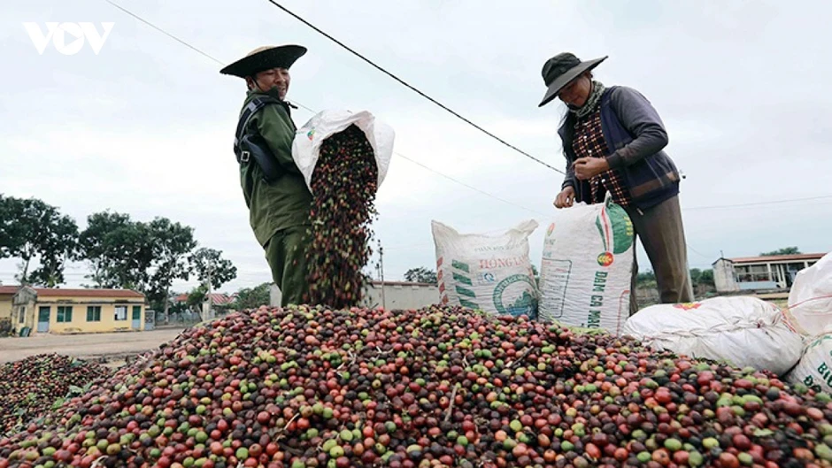 Giá cà phê hôm nay 31/7: Cà phê trong nước đảo chiều giảm 1.700 đồng/kg Giá cà phê hôm nay 31/7: Cà phê trong nước đảo chiều giảm 1.700 đồng/kg