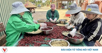 Giá cà phê hôm nay 31/7: Giá cà phê trong nước cao nhất 96.800 đồng/kg