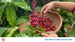 Giá cà phê hôm nay 4/10: Giá cà phê trong nước trung bình ở mức 94.000 đồng/kg