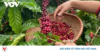 Giá cà phê hôm nay 4/6: Giá cà phê trong nước cao nhất 87.300 đồng/kg