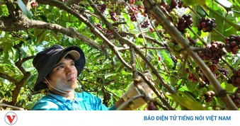 Giá cà phê hôm nay 4/8: Giá cà phê trong nước trung bình ở mức 96.600 đồng/kg