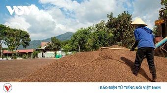 Giá cà phê hôm nay 5/10: Giá cà phê Robusta và Arabia đồng loạt tăng