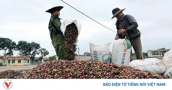 Giá cà phê hôm nay 5/5: Cà phê thế giới tăng, trong nước giảm