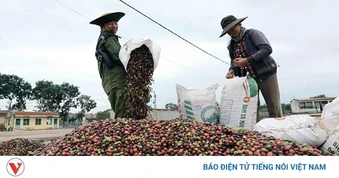 Giá cà phê hôm nay 5/5: Giá cà phê trung bình ở mức 85.600 đồng/kg