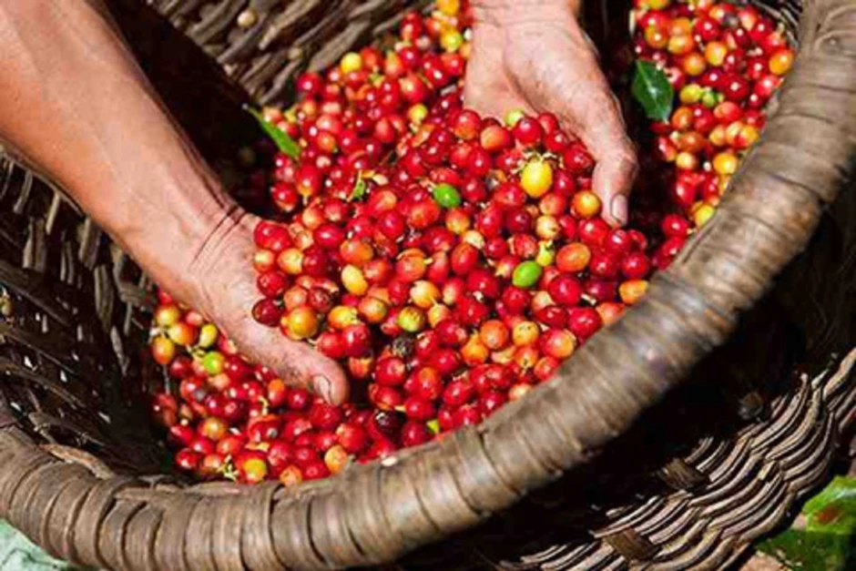 Giá cà phê hôm nay 6/7: Cà phê giảm trên cả 2 sàn quốc tế Giá cà phê hôm nay 6/7: Cà phê giảm trên cả 2 sàn quốc tế