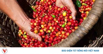 Giá cà phê hôm nay 6/7: Cà phê giảm trên cả 2 sàn quốc tế