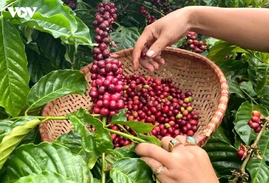 Giá cà phê hôm nay 6/8: Giá cà phê trong nước cao nhất 98.300 đồng/kg