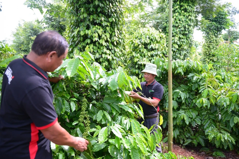 Giá cà phê hôm nay 7/4: Giá cà phê đi ngang trên cả 2 sàn giao dịch quốc tế Giá cà phê hôm nay 7/4: Giá cà phê đi ngang trên cả 2 sàn giao dịch quốc tế