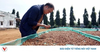 Giá cà phê hôm nay 7/5: Giá cà phê trong nước trung bình ở mức 86.100 đồng/kg