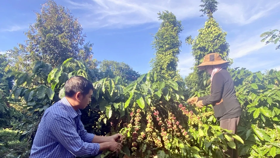 Giá cà phê hôm nay 7/7: Cà phê Robusta và Arabica cùng tăng giá Giá cà phê hôm nay 7/7: Cà phê Robusta và Arabica cùng tăng giá