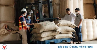 Giá cà phê hôm nay 7/8: Giá cà phê đồng loạt tăng trên cả 2 sàn quốc tế