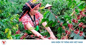 Giá cà phê hôm nay 8/4: Giá cà phê diễn biến trái chiều trên 2 sàn quốc tế