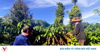 Giá cà phê hôm nay 8/8: Giá cà phê trong nước ổn định