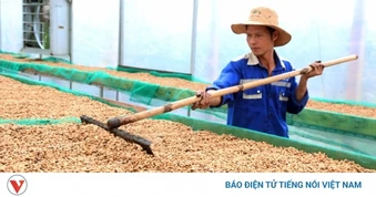 Giá cà phê hôm nay 9/5: Giá cà phê thế giới tăng - giảm trái chiều