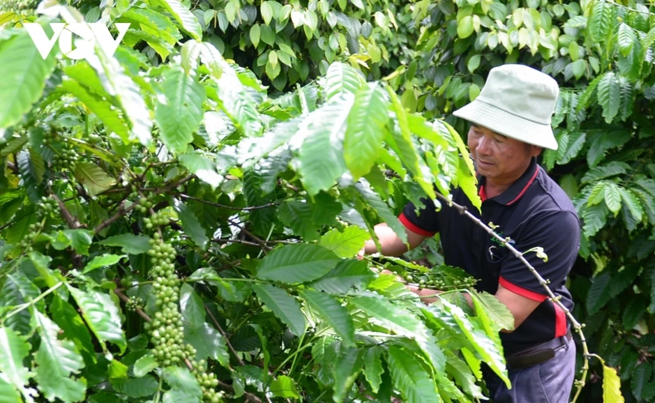Giá cà phê hôm nay 9/8: Giá cà phê trong nước giảm
