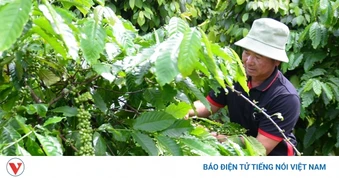 Giá cà phê hôm nay: Giá cà phê trong nước cao nhất 96.000 đồng/kg