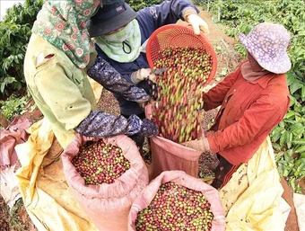 Giá cà phê mất đà tăng, gạo Việt chịu thêm áp lực