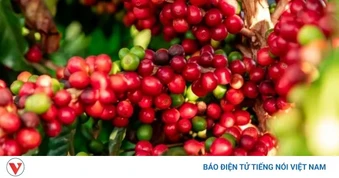 Giá cà phê ngày 18/5: Giá cà phê thế giới giảm mạnh