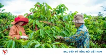 Giá cà phê ngày 30/3: Cà phê Robusta và Arabica tiếp tục giảm