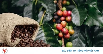 Giá cà phê ngày 9/3: Cà phê đồng loạt tăng nhẹ trên cả 2 sàn quốc tế