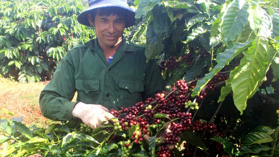 Giá cà phê tăng “dựng đứng”, nông dân phấn khởi chờ mốc 100.000 đồng/kg Giá cà phê tăng “dựng đứng”, nông dân phấn khởi chờ mốc 100.000 đồng/kg