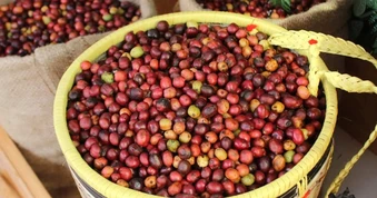 Giá cà phê tăng “dựng đứng”, nông dân phấn khởi chờ mốc 100.000 đồng/kg