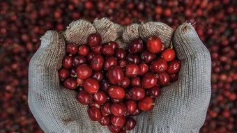Giá cà phê tăng mạnh, nông dân tiếc vì bán sớm