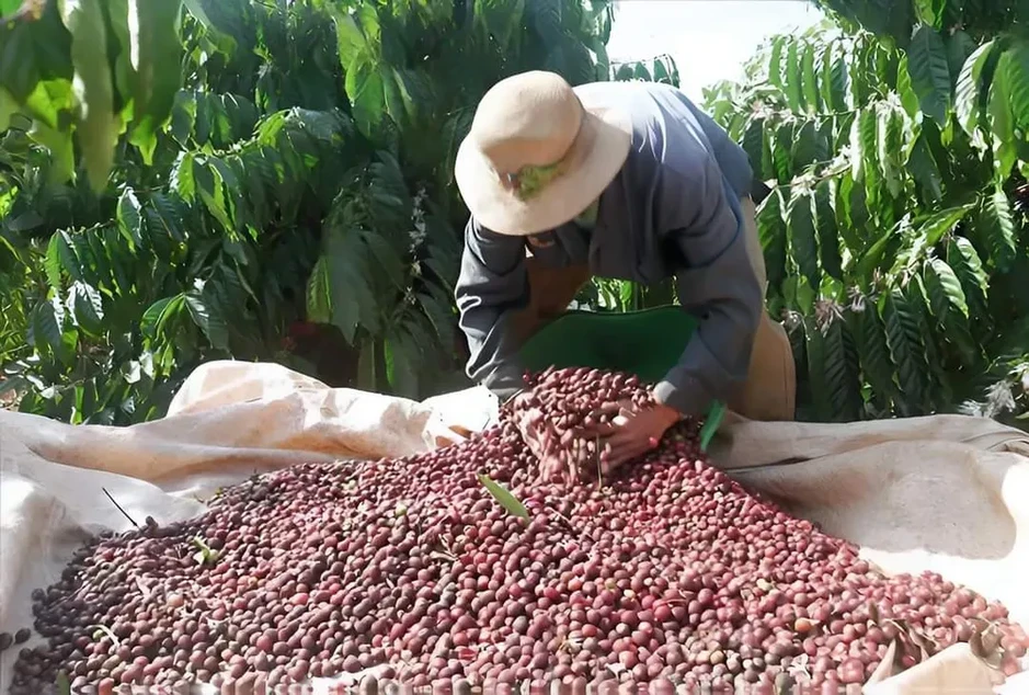 Giá cà phê trong nước tăng Giá cà phê trong nước tăng