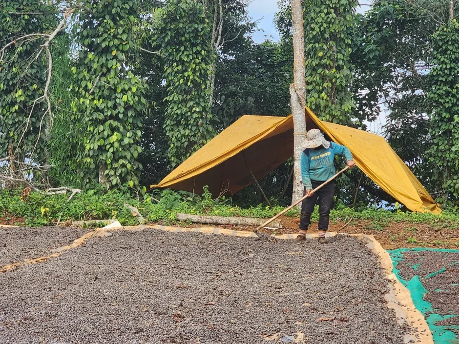 Giá cà phê trong nước tăng Giá cà phê trong nước tăng