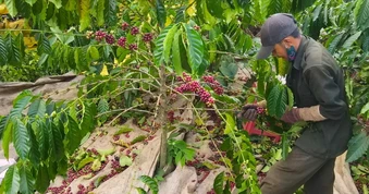 Giá cà phê trong nước tăng