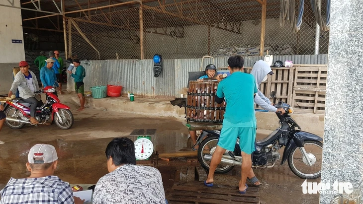 Giá cá tra tăng, người nuôi phấn khởi nhưng lo 'nút thắt' con giống Giá cá tra tăng, người nuôi phấn khởi nhưng lo 'nút thắt' con giống