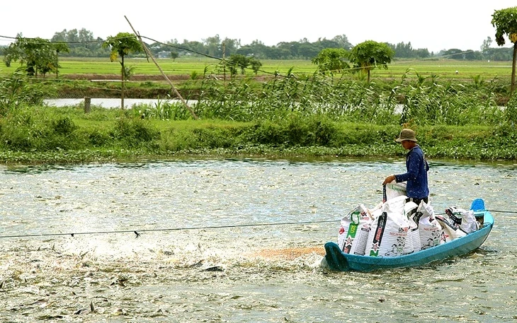 Giá cá tra tăng, người nuôi phấn khởi nhưng lo 'nút thắt' con giống Giá cá tra tăng, người nuôi phấn khởi nhưng lo 'nút thắt' con giống