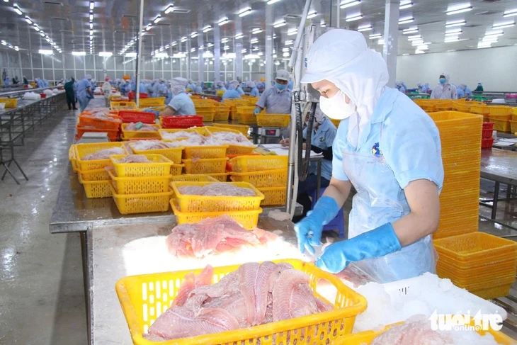 Giá cá tra tăng, người nuôi phấn khởi nhưng lo 'nút thắt' con giống Giá cá tra tăng, người nuôi phấn khởi nhưng lo 'nút thắt' con giống