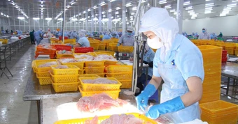 Giá cá tra tăng, người nuôi phấn khởi nhưng lo 'nút thắt' con giống