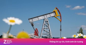 Giá dầu thô rơi thẳng đứng