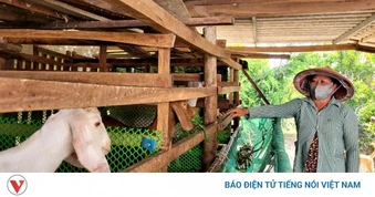Giá dê thương phẩm tại Đồng Tháp cao nhất trong mấy chục năm qua