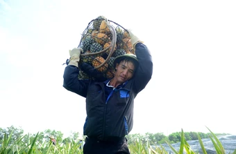 Giá dứa gai giảm sâu, nông dân lo lỗ nặng - Báo TinVina