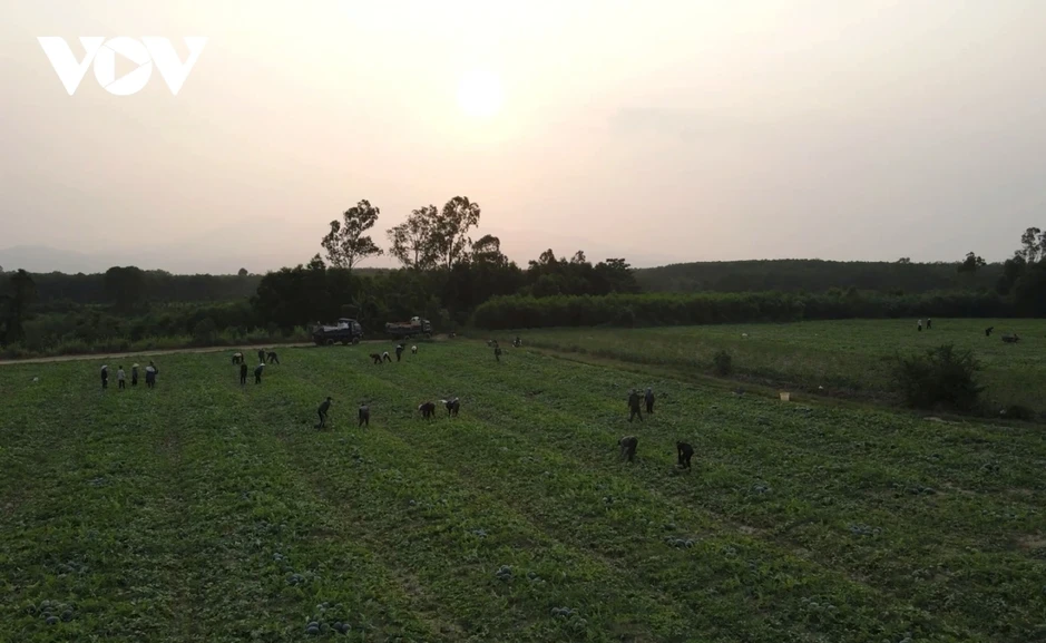 Giá dưa hấu giảm còn 3.000 đồng/kg, nông dân lo lắng giữa vụ mùa Giá dưa hấu giảm còn 3.000 đồng/kg, nông dân lo lắng giữa vụ mùa